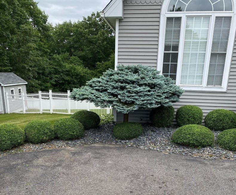 Neatly trimmed landscaping with rounded shrubs and a decorative evergreen tree next to a house with gray siding.