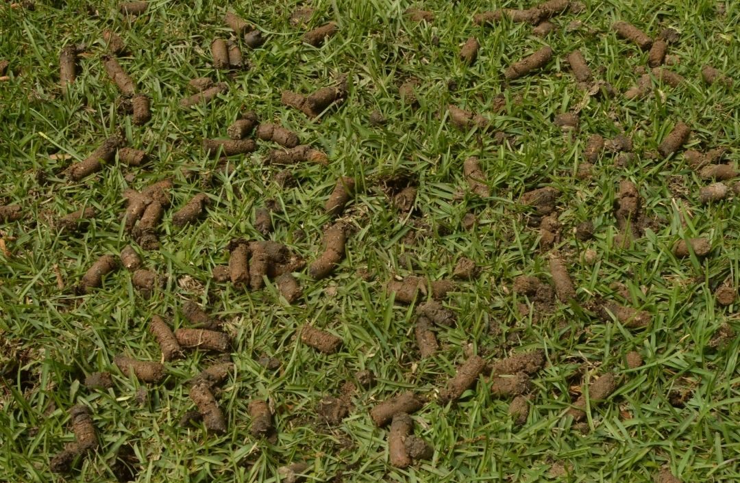 Lawn with soil plugs scattered on grass after aeration.